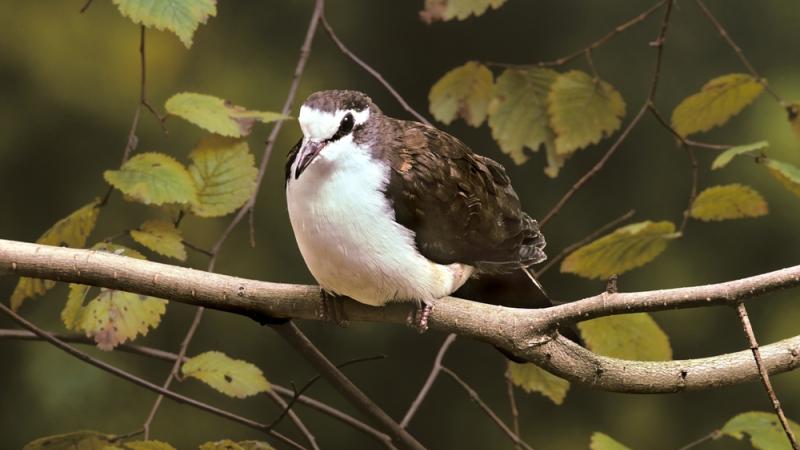 A tambourine dove perched on a tree branch.