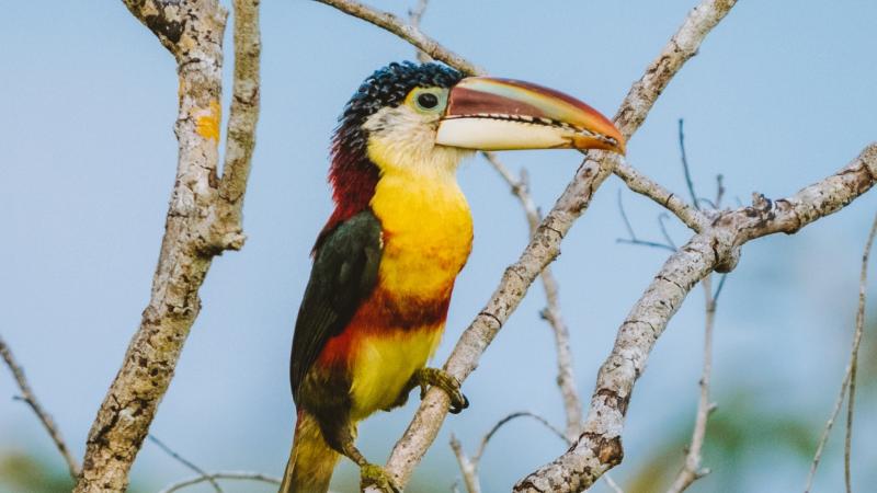 A curl-crested aracari perched on a tree branch.