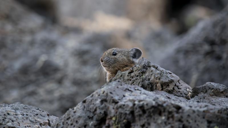 A pika in the rocks 