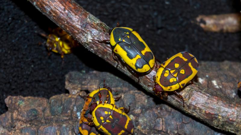 A group of garden fruit chafers.