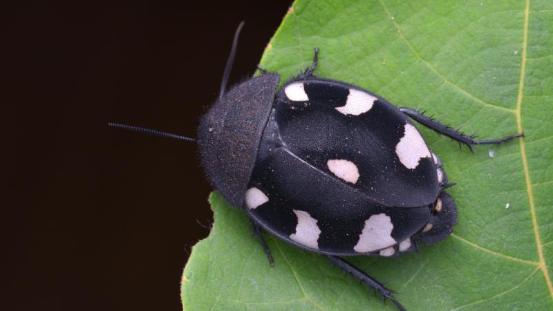 An Indian domino cockroach resting on a leaf.