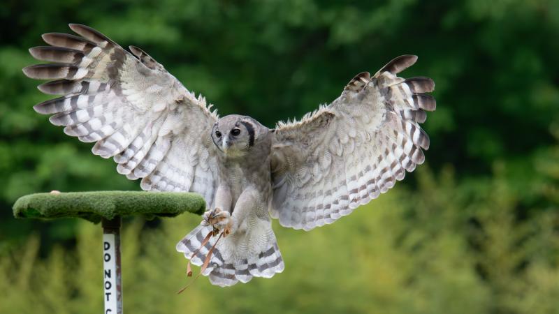 A milky eagle owl in flight preparing to land.