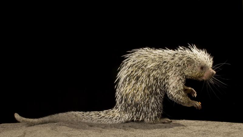 A prehensile-tailed porcupine photographed from the side.