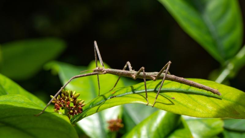 A Vietnamese walking stick standing on a leaf.