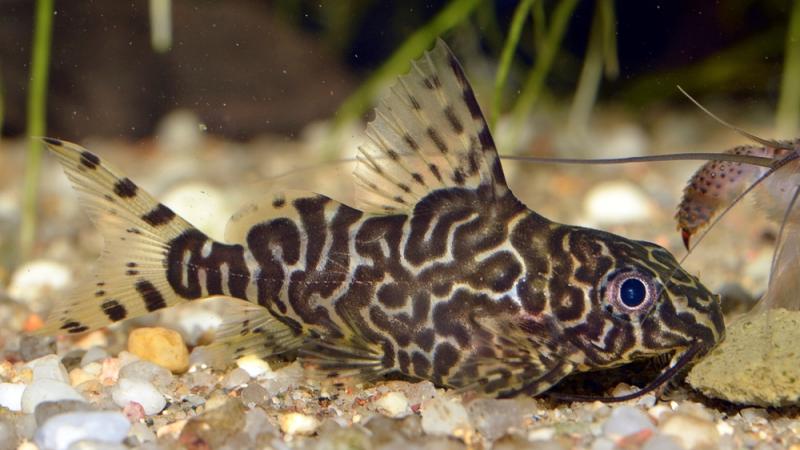 A featherfin squeaker catfish in an aquatic habitat.