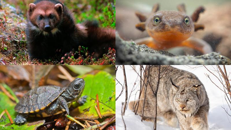 A montage of species impacted by changes to the Endangered Species Act.