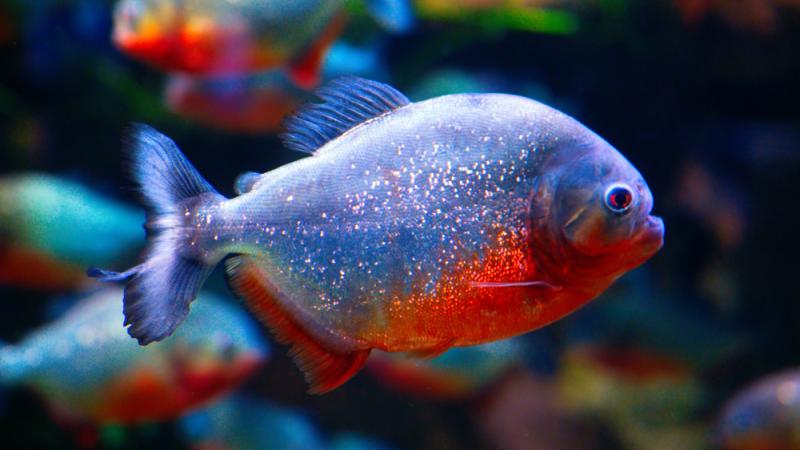 A red piranha swimming.