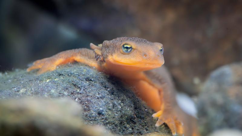 A Mazama newt in the water on a rock