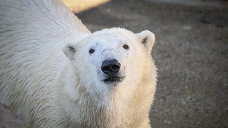 Polar bear Kallik looks at the camera