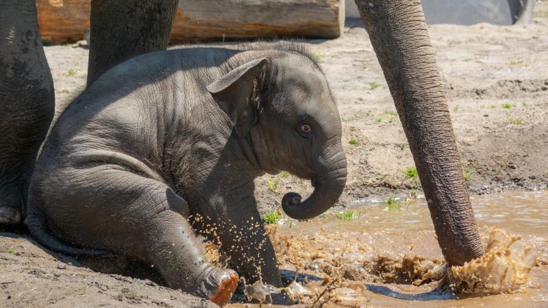 Elephant Tula-Tu plays in a mud puddle outside. 