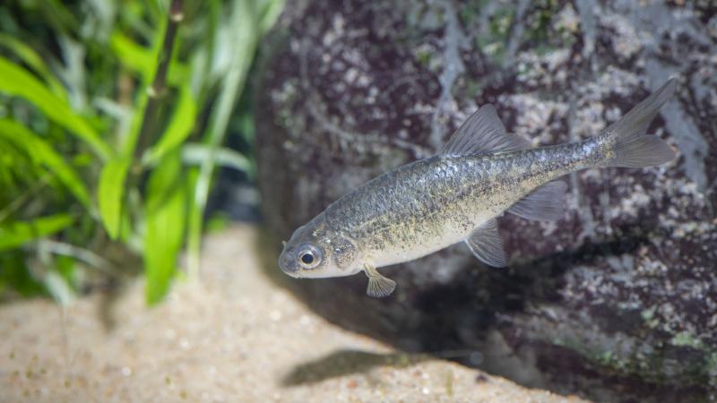 An Oregon chub swimming by a rock and some green vegetation.
