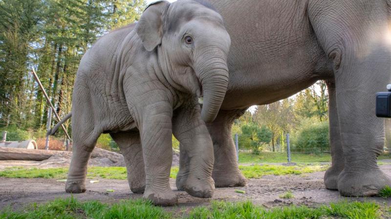 Baby elephant Tula-Tu with mother Rose-Tu in background