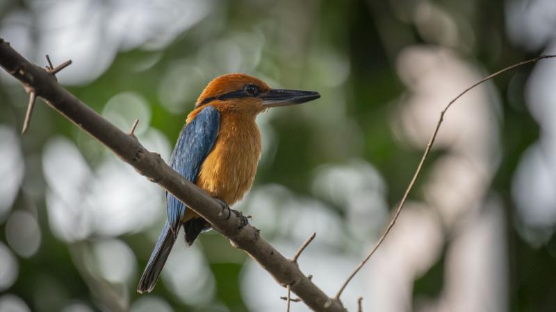 colorful sihek sitting on a branch