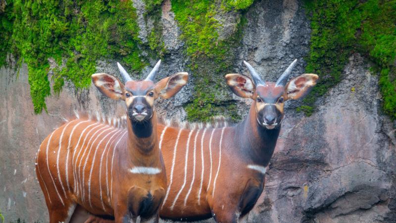 Two bongos outside