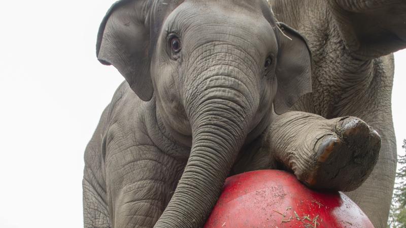 Asian elephant calf with a big red ball