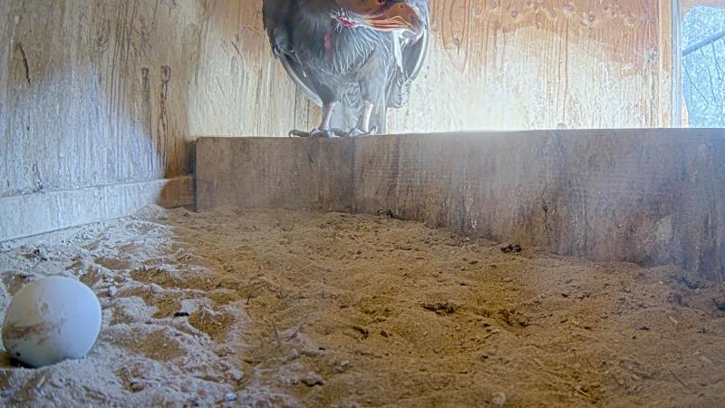 condor egg in a nest box with an adult condor looking on