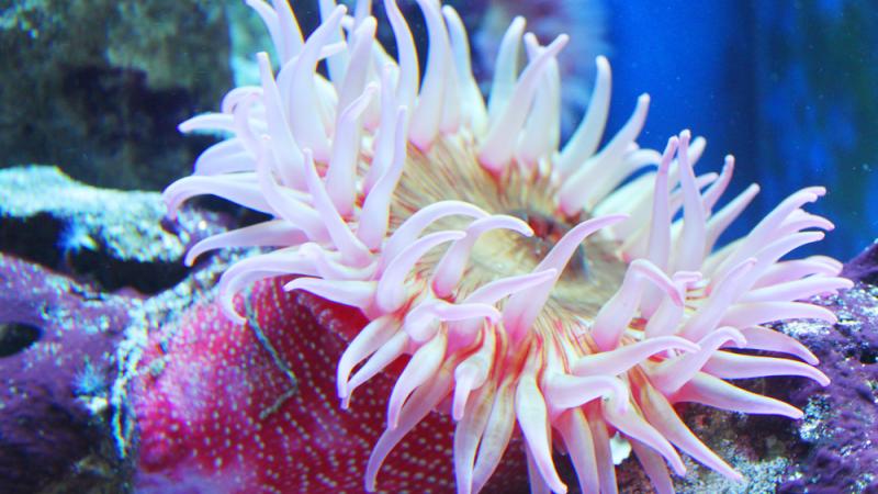 A Christmas anemone in an underwater habitat.