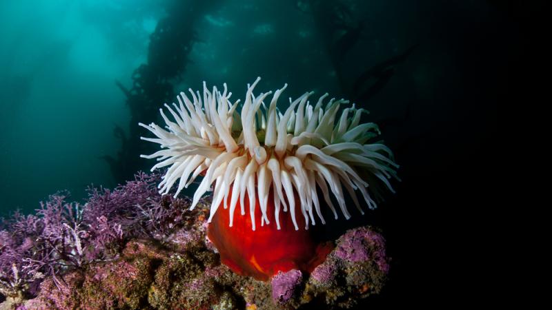 A fish-eating anemone in an underwater habitat.