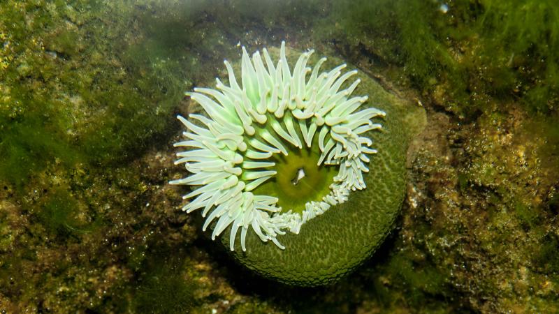 A giant green anemone in an underwater habitat.