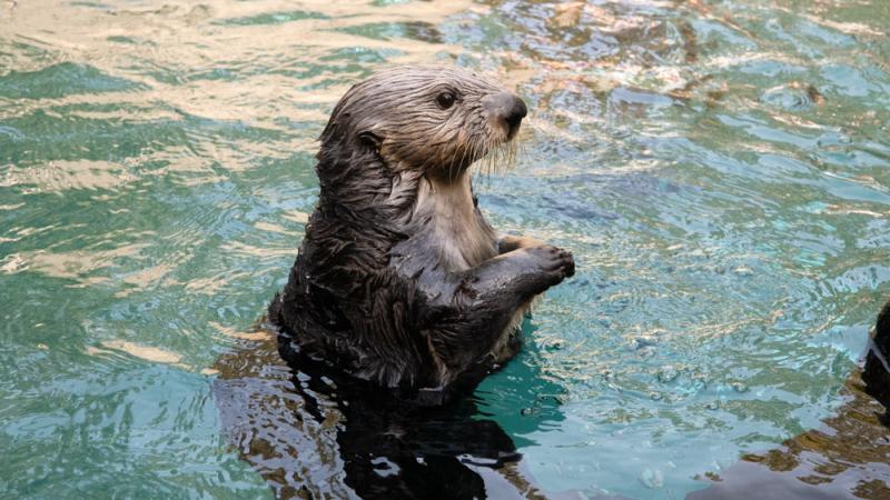A sea otter standing in an aquatic habitat. 