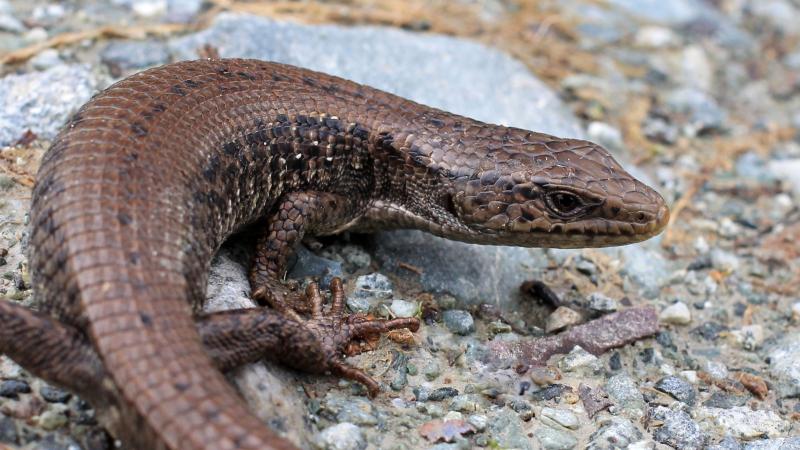 A northern alligator lizard resting on the ground.