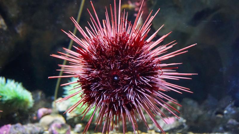 A red sea urchin floating underwater.