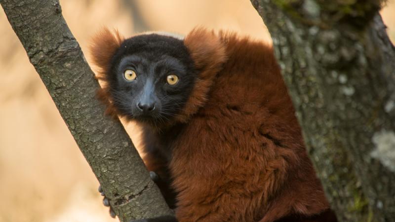 A red-ruffed lemur sitting a tree, holding a tree branch.