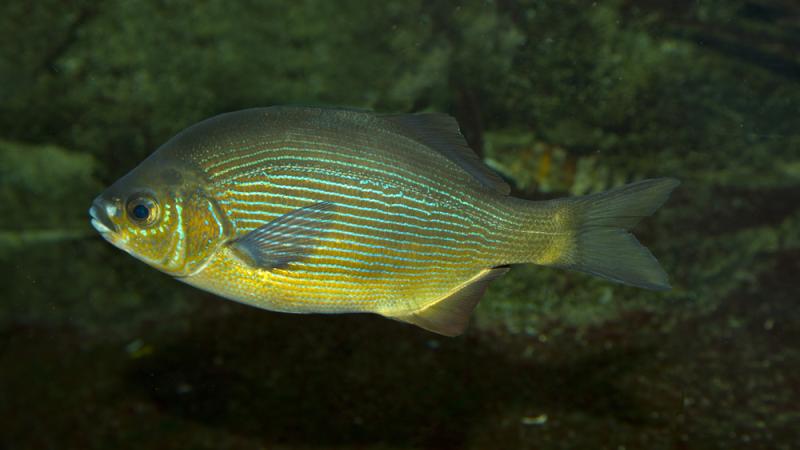 A striped surfperch in an underwater habitat.