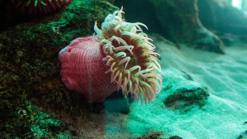 A white-spotted rose anemone in an underwater habitat.