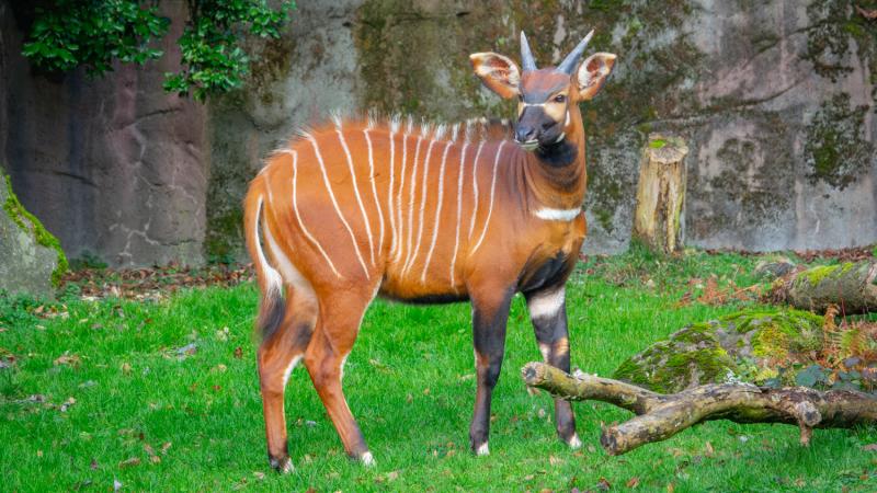 An eastern bongo standing on grass in its habitat.