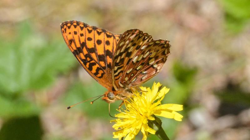 An Oregon silverspot butterfly perched on a flower.