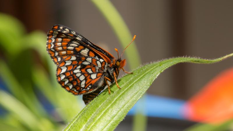 A Taylor's checkerspot butterfly perched on foliage.