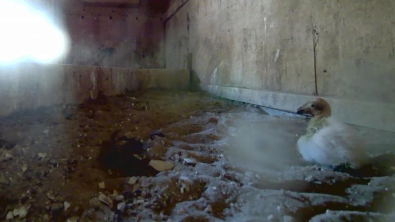 newly hatched condor chick in the nest box