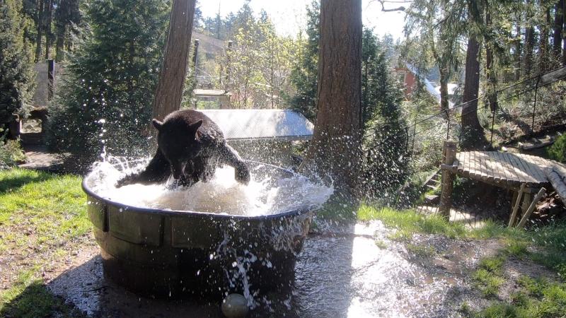 Black bear splashing in a big tub