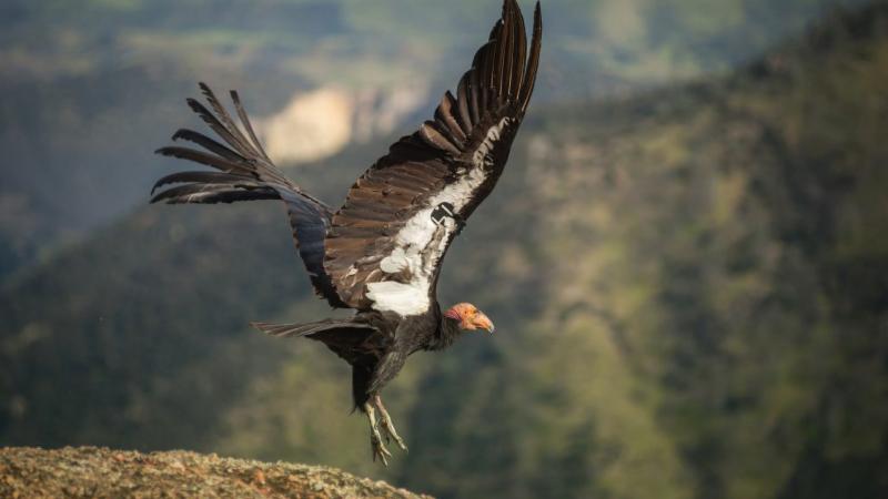 A California condor flies free in Pinnacles National Park.
