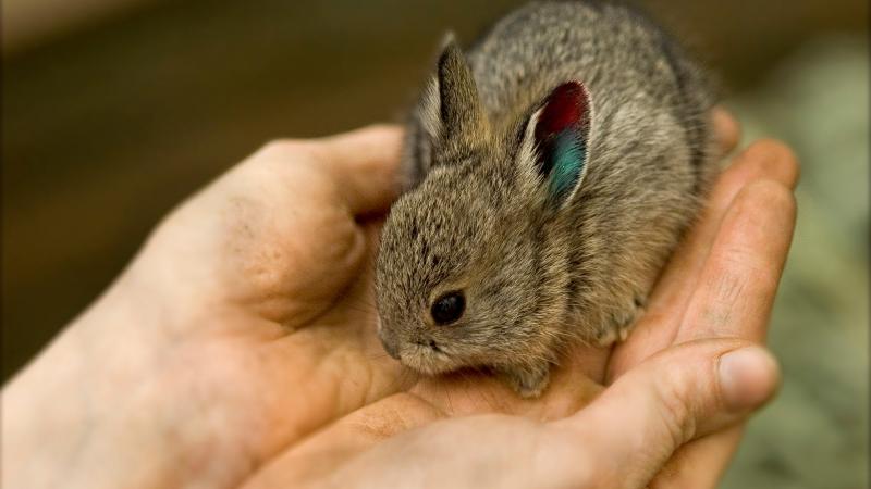 A baby Columbia Basin pygmy rabbit.