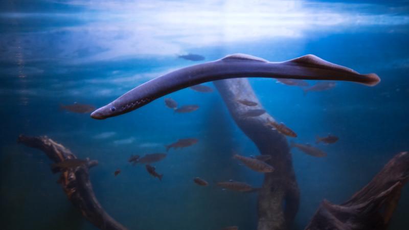 A Pacific lamprey at the Oregon Zoo.