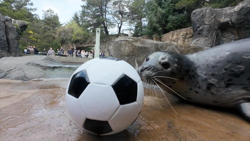 harbor seal nosing a soccer ball