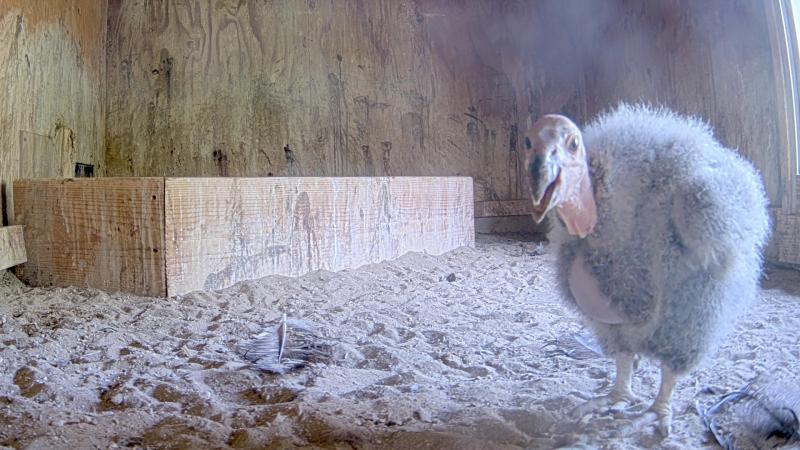 California condor chick inside near a nest box