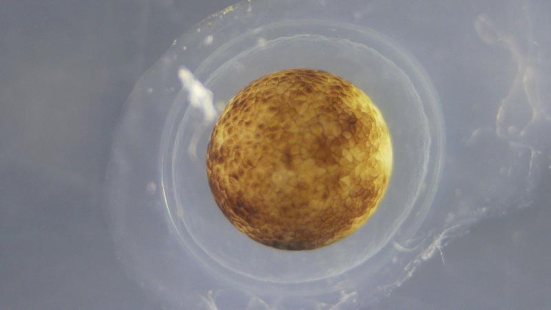 Close up shot of a mazama newt egg