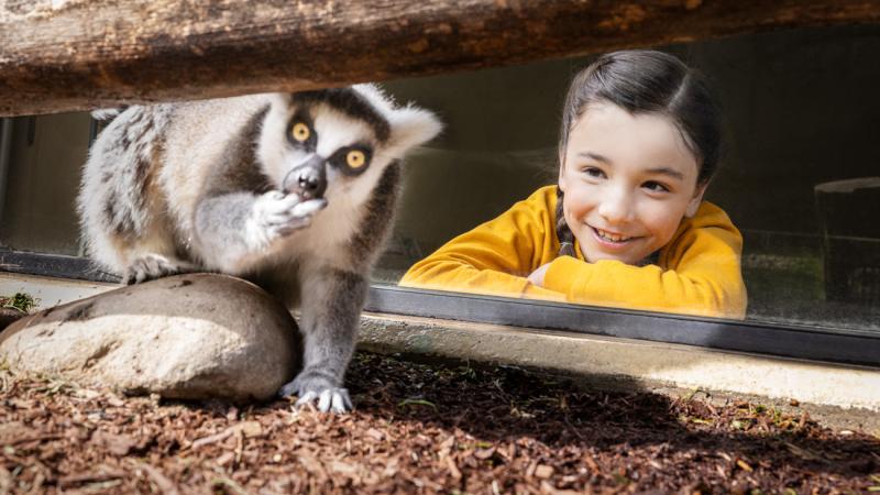 young girl looking at lemur in habitat