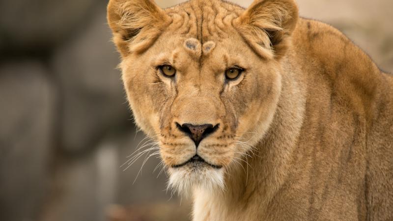 Kya the lion.