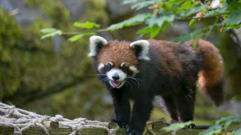 Enoki red panda outside 