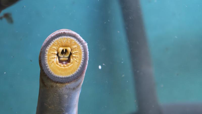 A Pacific lamprey suctioned to glass