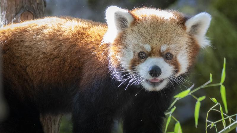 Red panda Liu outside near bamboo