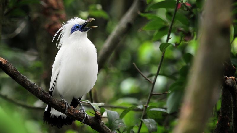 A Bali myna perched on a tree limb with mouth open.