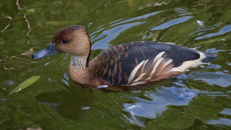 A fulvous whistling duck swimming atop water. 