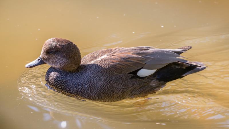 A gadwall swimming atop water.