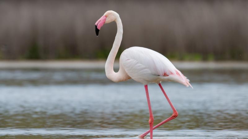 A greater flamingo standing in water.