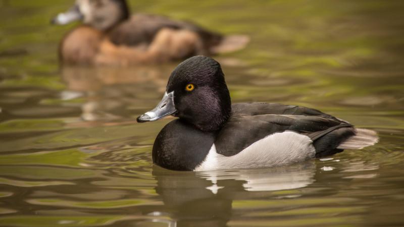A ring-necked duck swimming atop water with another duck in the background.